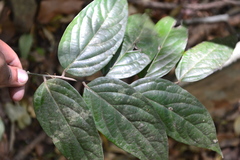 Diospyros ghatensis